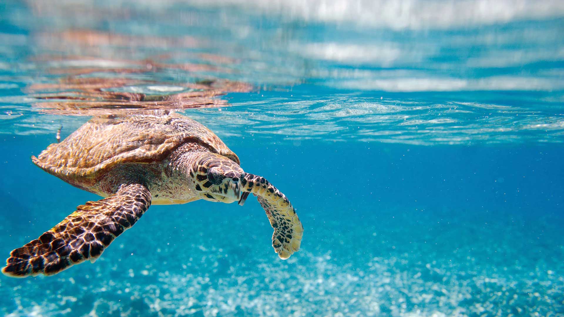 Seychelles – Discovering Praslin’s Natural Beauty